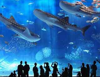 Contoh Descriptive Text Wisata Aquarium dan Artinya