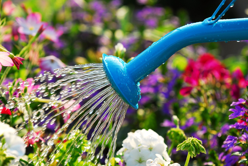 When Is the Best Time to Water Plants?