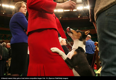 135th Westminster Kennel Club Dog Show at Madison Square Garden in New York City