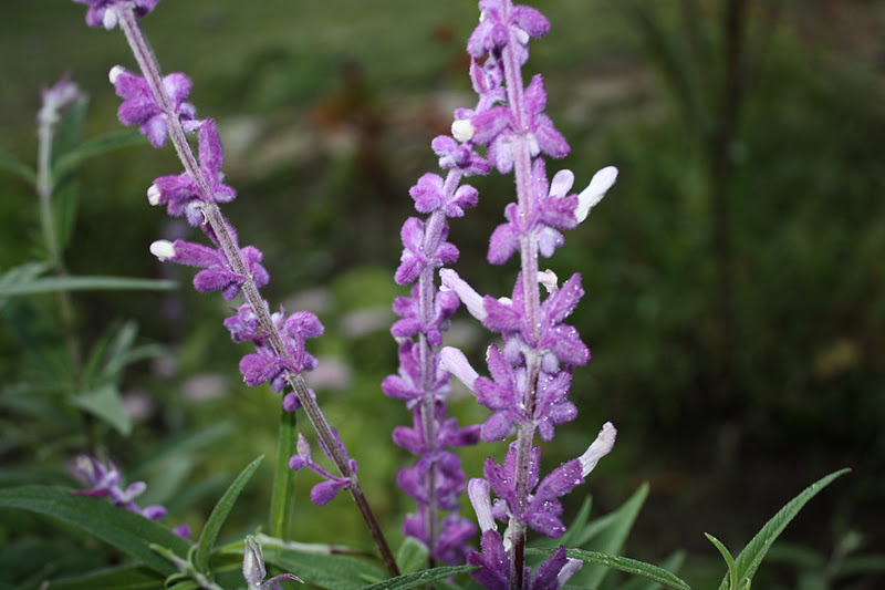 Image of Salvia companion plant for Florida sunshine anise