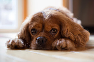 Joey, my Project Pup volunteer dog