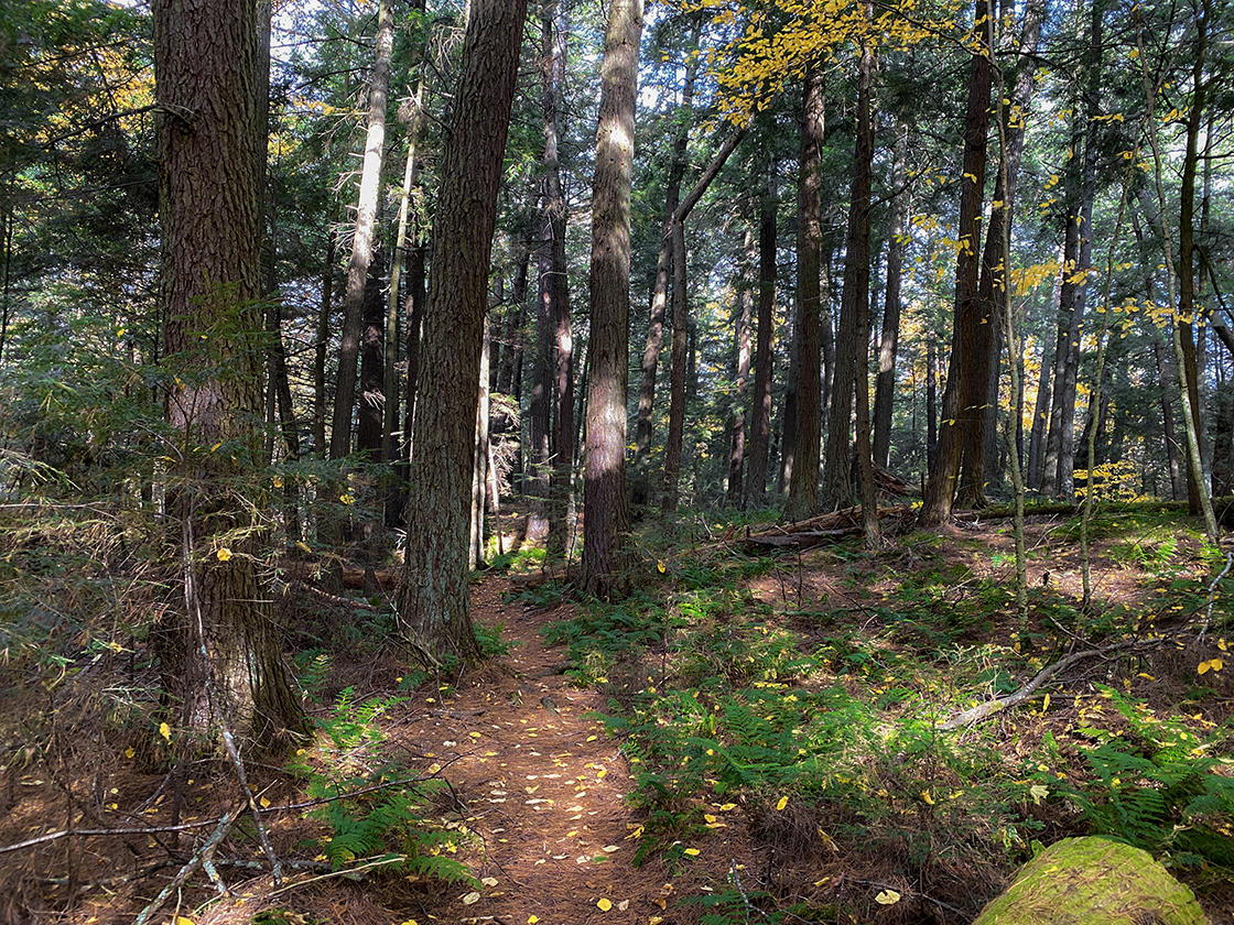 Dense lush pine forest with ferns at forest floor