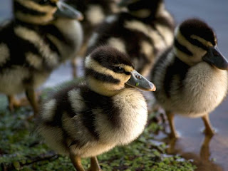 Gambar Bebek Kecil