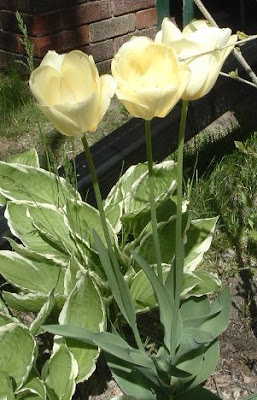 [Photo: pale yellow tulips.]