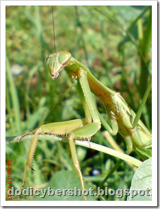 one eye praying mantis 26