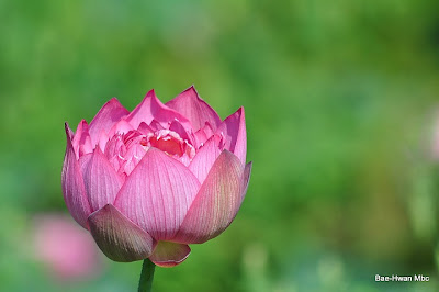 Flores muy hermosas