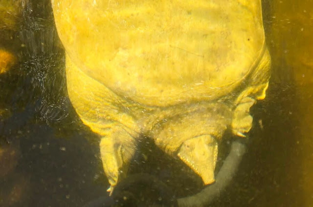  Tartaruga-de-carapaça-mole-chinesa ( Chinese softshell turtle )  