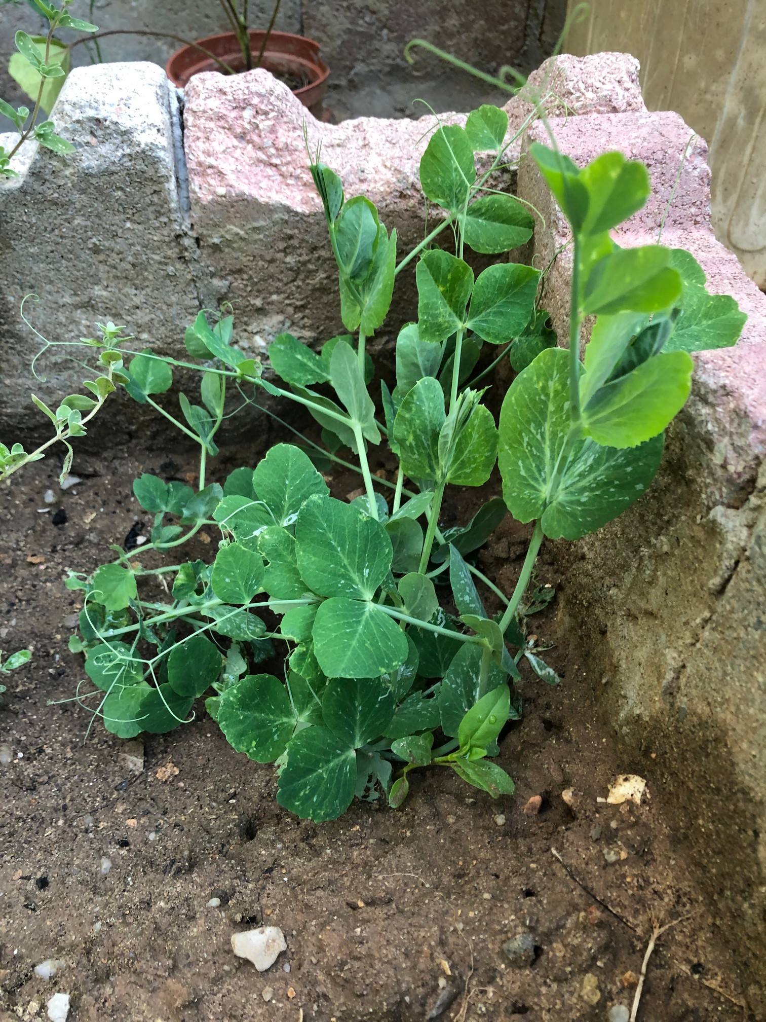 Once your peas have germinated, You can give them a fence or trellis to climb as they can grow 8-10 feet tall.