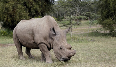 Sudan, Badak Putih Jantan Terakhir Telah Meninggal