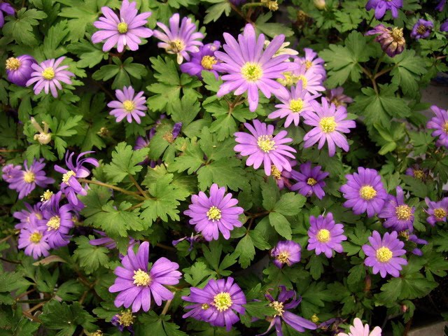 tipos de flores. tipos de flores que ofrece