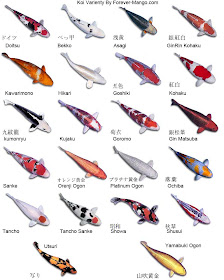 Various Types of Koi Fish and Their Color Pattern
