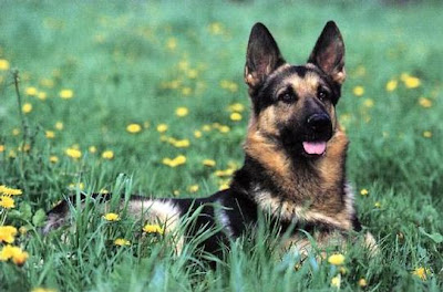 German shepherd dogs pictures