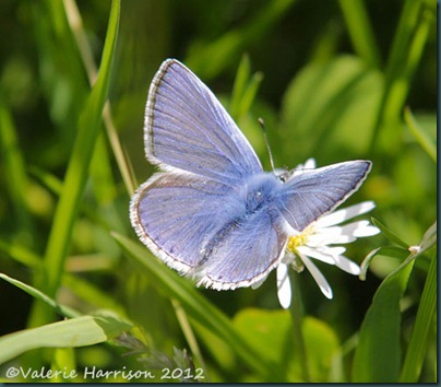 16-common-blue