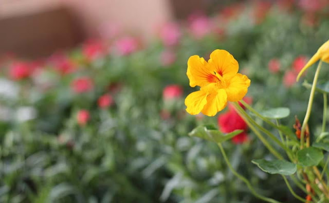 Nasturtium Flowers Pictures