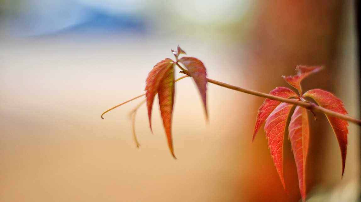 Herbst, blätter, herbstfarben