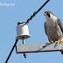 Peregrine on a mild late late autumn day