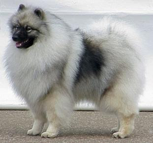 keeshond puppy pets dog animal deutscher wolfsspitz