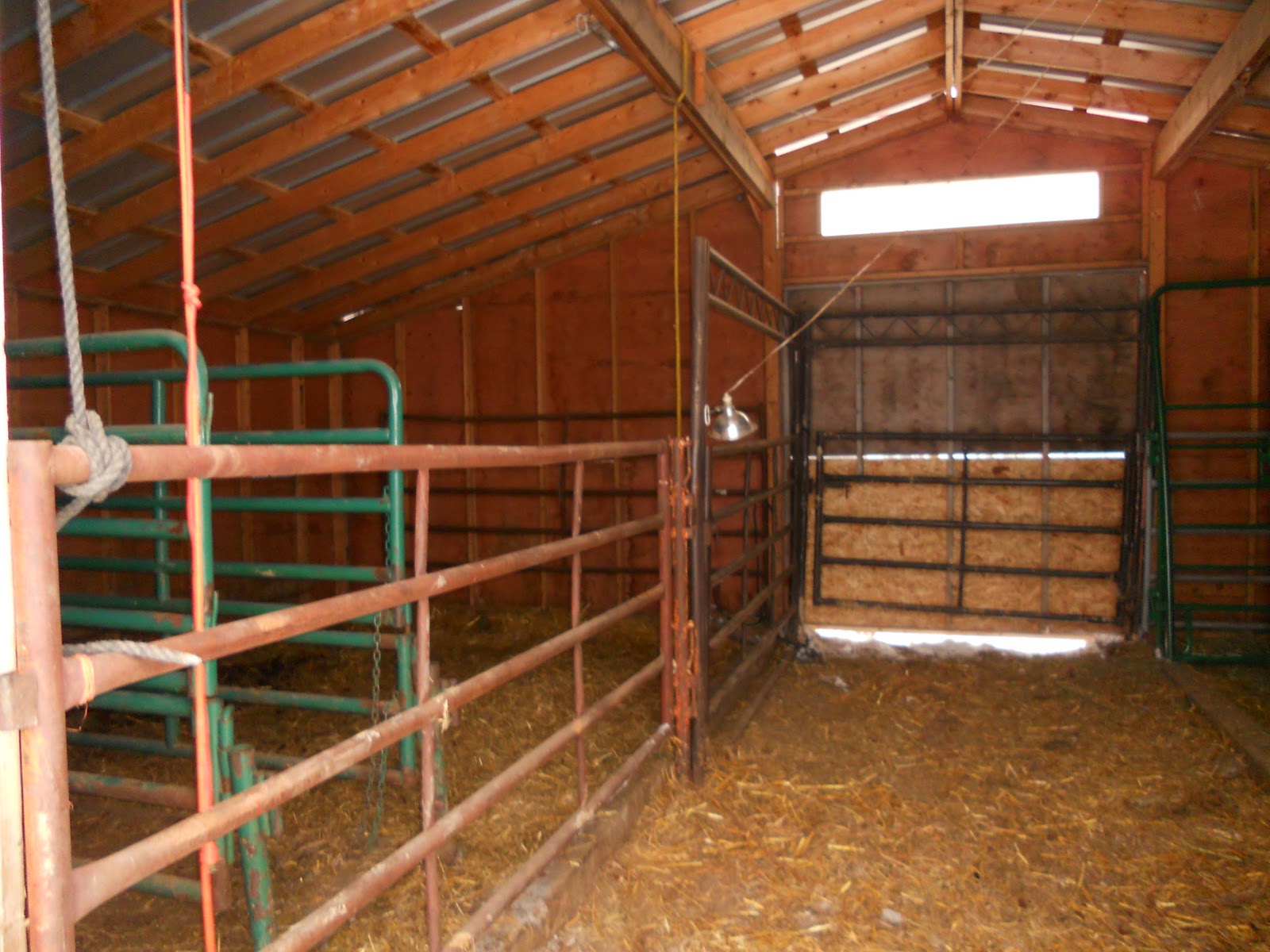 crystal cattle: the calving barn