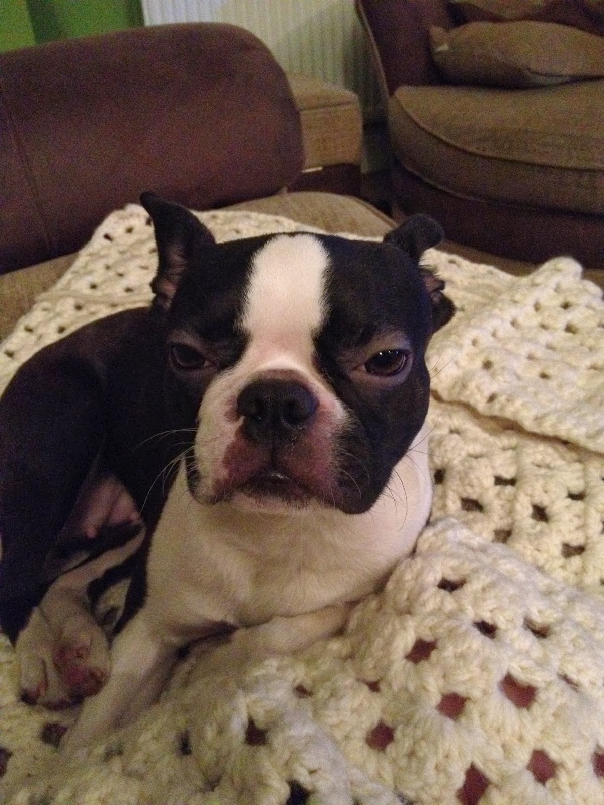 boston terrier