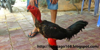 Bagaimana mengenal ayam vietnam / saigon / Ganoi?