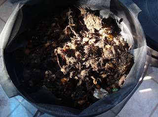 Partially-rotted compost in wormery