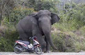 Muere turista pisoteado por elefante