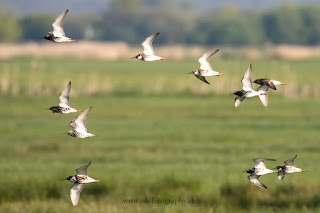 Wildlifefotografie Dümmer See Olaf Kerber Kampfläufer