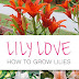 Lily Love : How to Grow Lilies