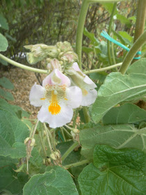 The inflorescence