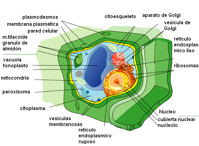 celula vegetal y celula animal. celula animal y sus partes.