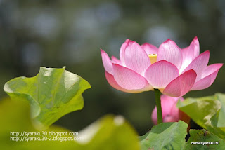 蓮の花の写真