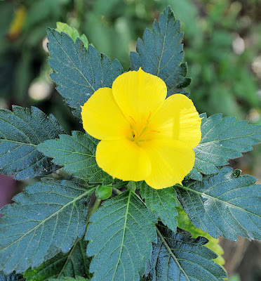 Flor amarilla - Yellow flower (Flores Silvestres)