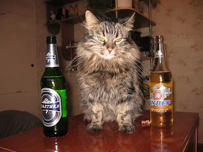 drunk cat pictures