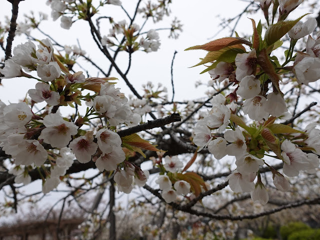 鳥取県西伯郡大山町御来屋　名和公園