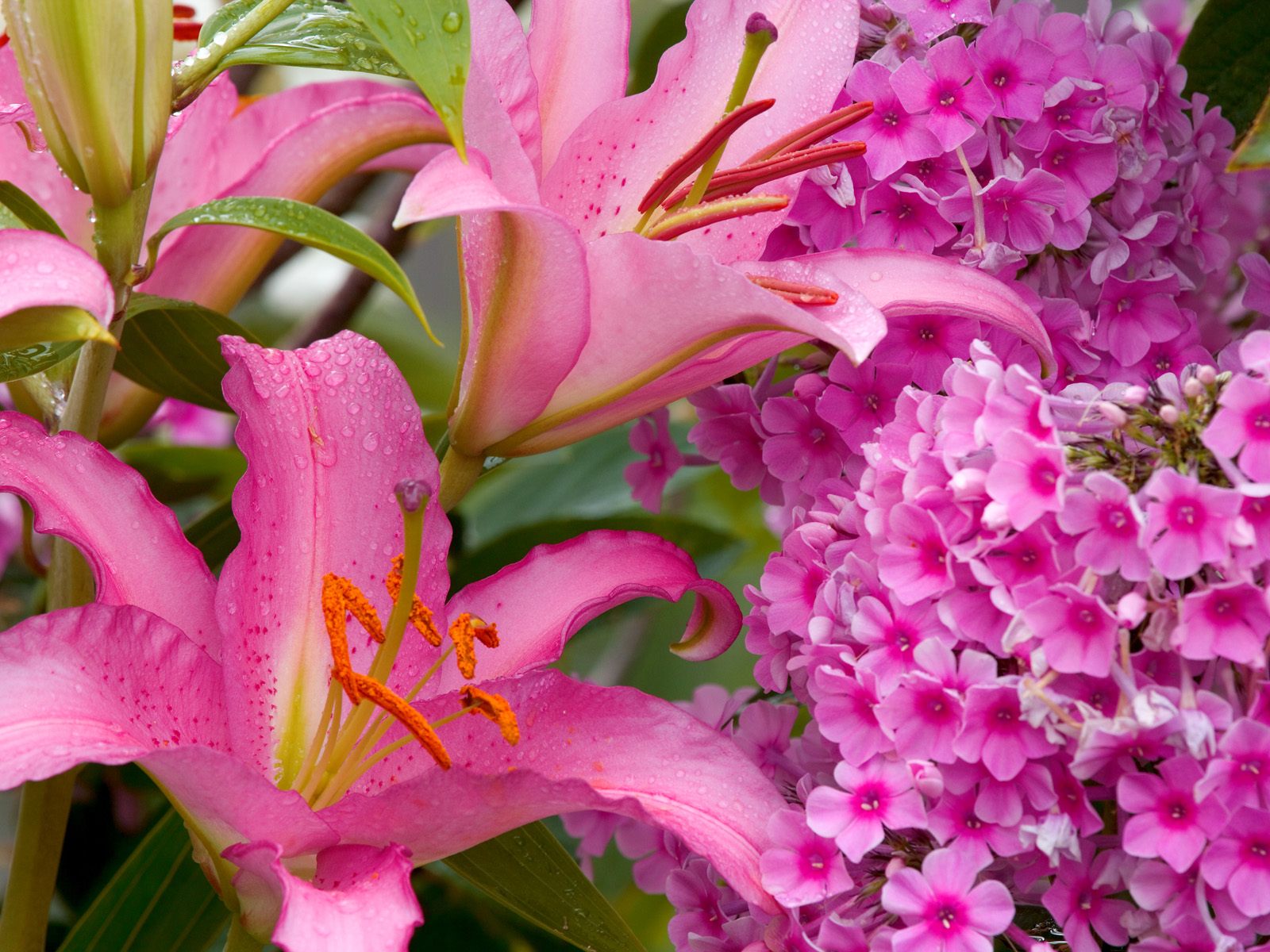 types of flowers download Oriental Lilies Flowers | 1600 x 1200