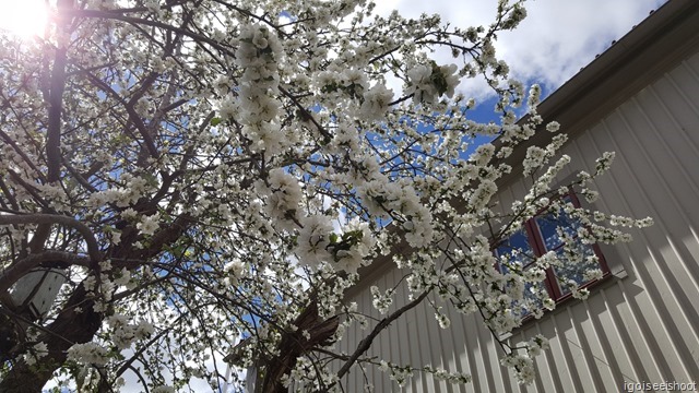  Apple blossoms at residential area of Sigtuna