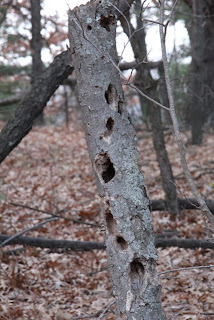 dead tree with woodpecker holes