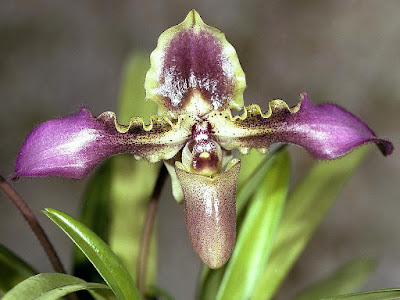 Grow and care Paphiopedilum hirsutissimum orchid - The Shaggy Paphiopedilum