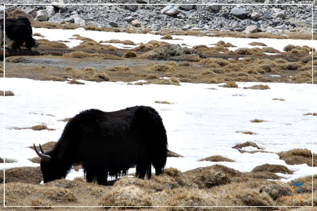 Yak