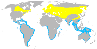 Bayağı sumru dağılım haritası