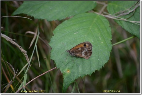 Ryton Woods - August