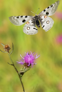 Para ampliar Parnassius apollo (apolo) hacer clic