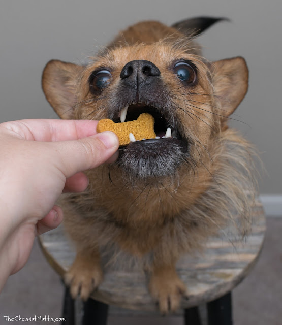 Jada eating a treatibles dog CBD chew