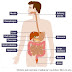 12 Organ Sistem Pencernaan Pada Manusia Beserta Penjelasannya