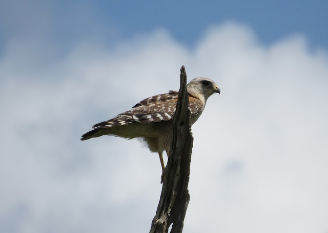 Red-shouldered Hawk - Three Lakes WMA, Florida