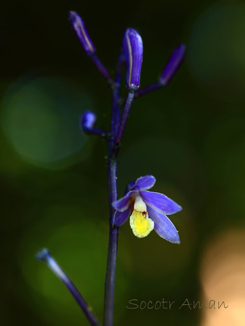 Lecanorchis japonica