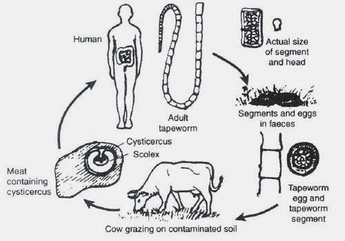 Life Cycle Taenia