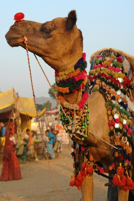 Pushkar Fair: Cultural Event in Rajasthan