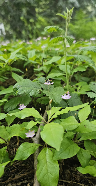 Little wildflowers