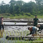 Kawal Percepatan Tanam, Babinsa Trawas Nyemplung Ke Sawah